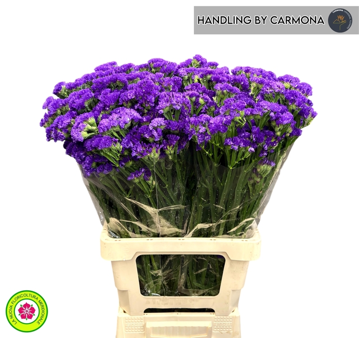 <h4>LIM S BLUE WINGS</h4>