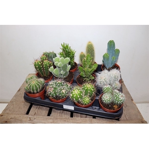 arr8 Cactus Gem