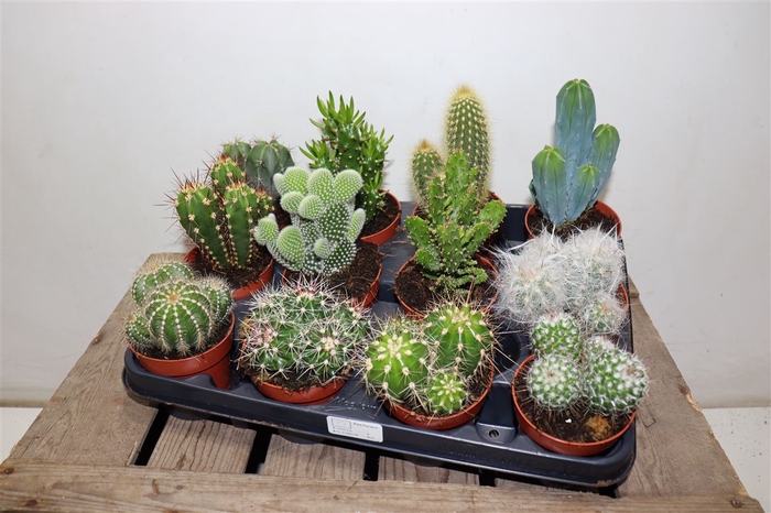 <h4>arr8 Cactus Gem</h4>