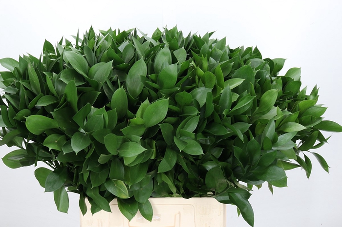 <h4>Ruscus Israel</h4>