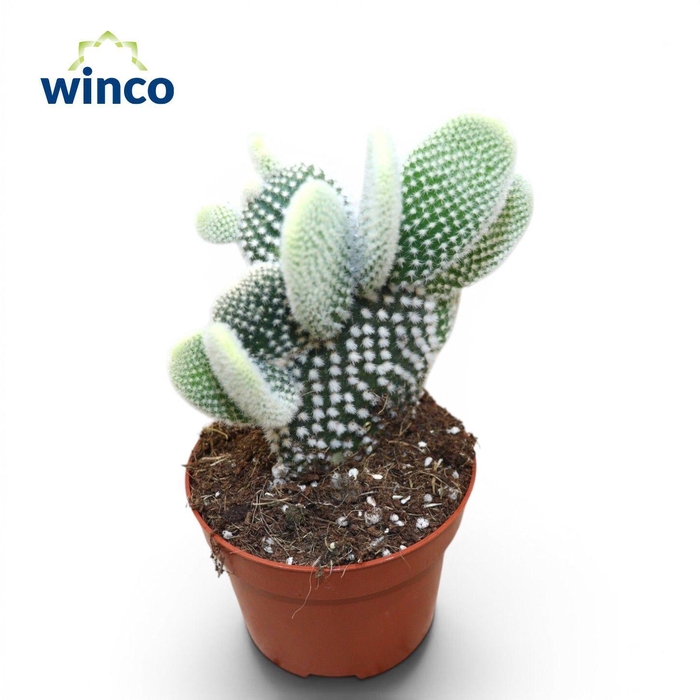 <h4>Opuntia Microdasys Albispinus</h4>