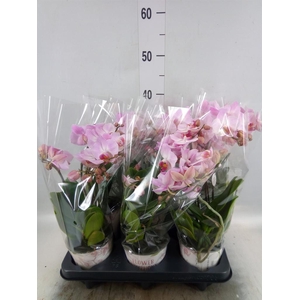 Phalaenopsis multi. 'Ant Antwerp'