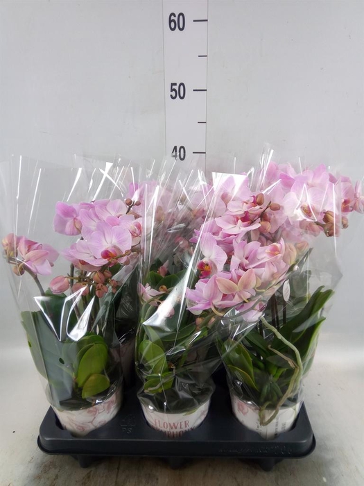 <h4>Phalaenopsis multi. 'Ant Antwerp'</h4>