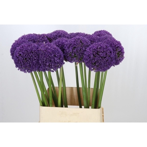Allium Ambassador