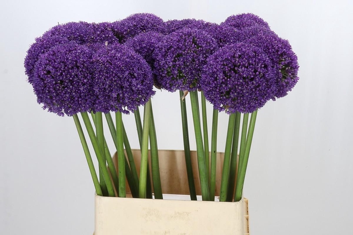 <h4>Allium Ambassador</h4>