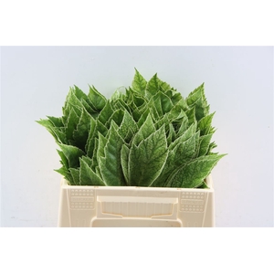 Aralia Spider 30cm Dia