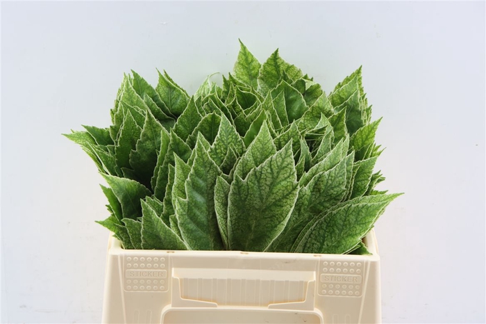 <h4>Aralia Spider 30cm Dia</h4>