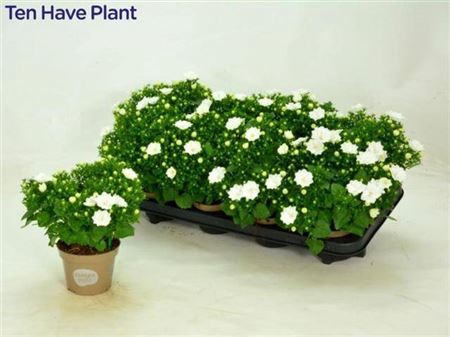 <h4>Campanula isophylla Dublin White</h4>