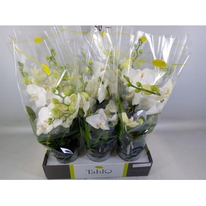 Phalaenopsis   ...white