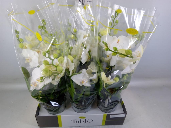 <h4>Phalaenopsis   ...white</h4>