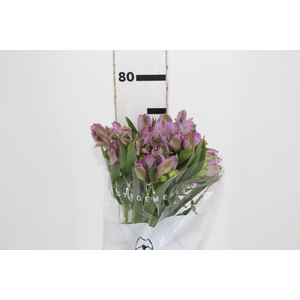 ALSTROEMERIA PLATINA 080 CM