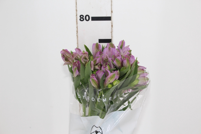 <h4>ALSTROEMERIA PLATINA 080 CM</h4>