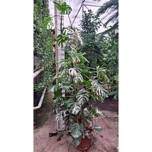 Monstera delic. 'Variegata'
