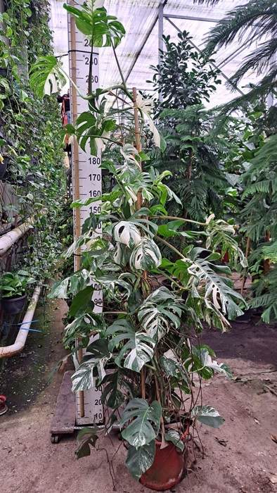 <h4>Monstera delic. 'Variegata'</h4>