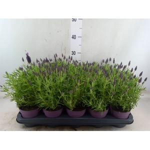 Lavandula stoec. 'Anouk'