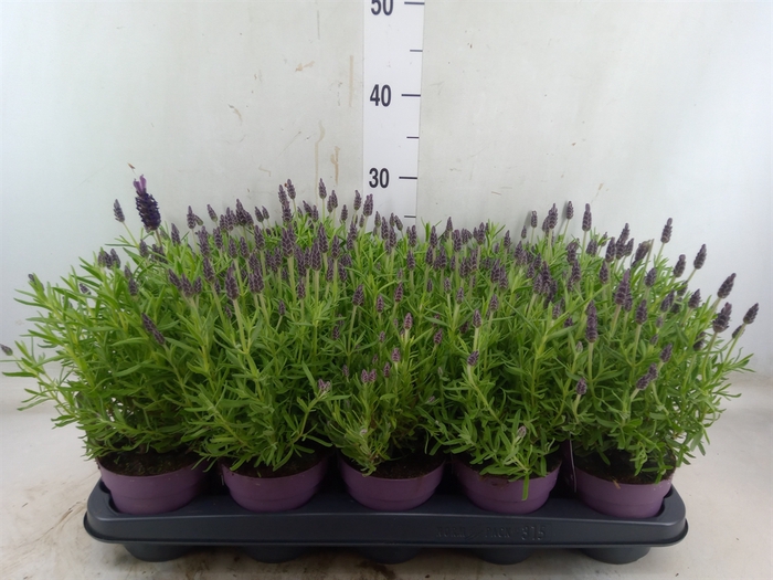 <h4>Lavandula stoec. 'Anouk'</h4>
