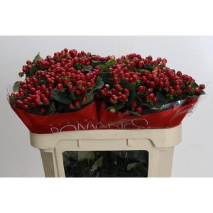 Hypericum True Romance