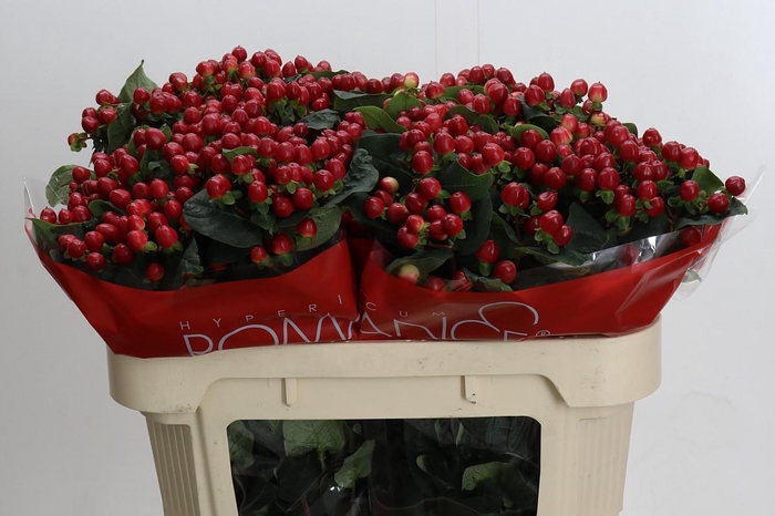 <h4>Hypericum True Romance</h4>