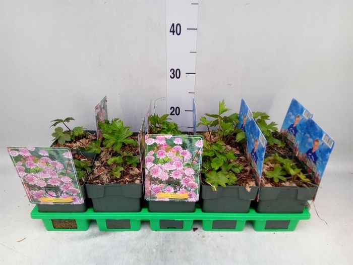 <h4>Astrantia major</h4>