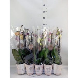 Phalaenopsis   ...mix