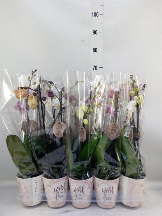 <h4>Phalaenopsis ...mix</h4>