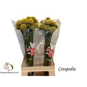 Craspedia paintball pop