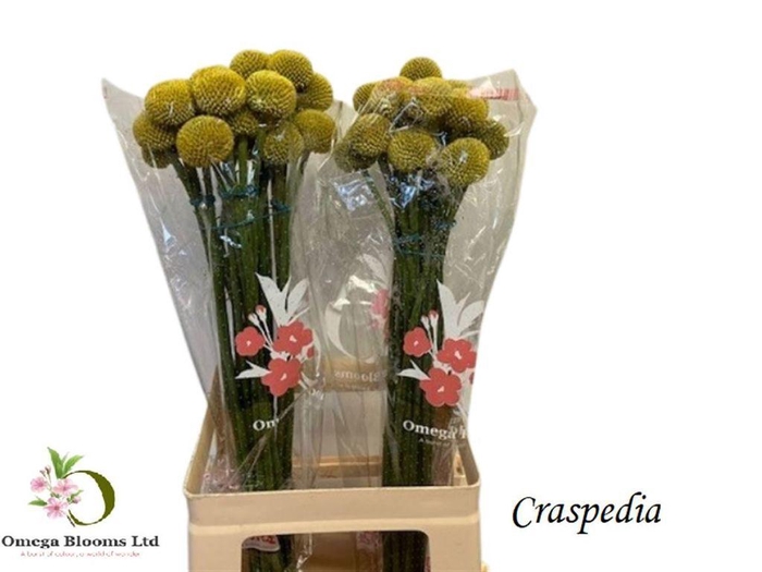 <h4>Craspedia paintball pop</h4>