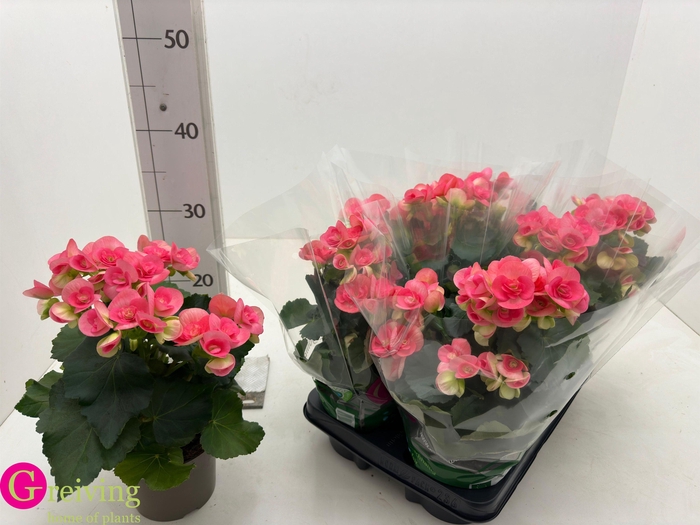 <h4>BEG HL NETJA</h4>