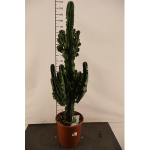 Cactus Euphorbia Ingens 110 Cm. Hoog 24 Cm. Pot