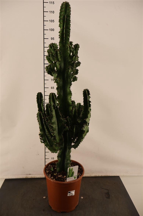 <h4>Cactus Euphorbia Ingens 110 Cm. Hoog 24 Cm. Pot</h4>