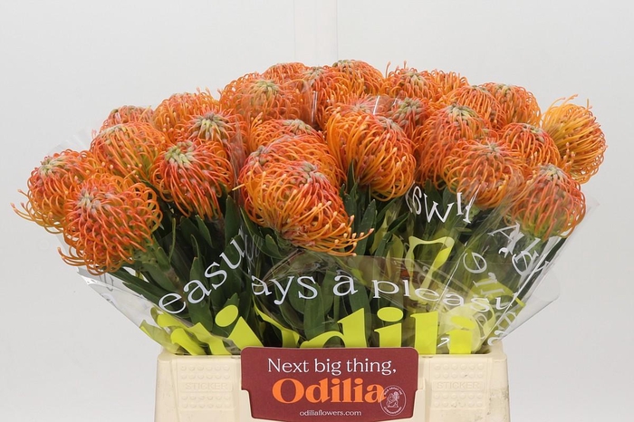 Nutans Ayoba Peach