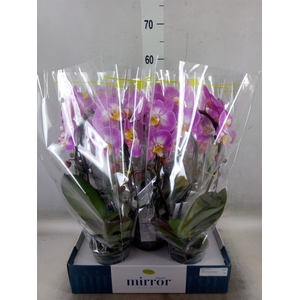 Phalaenopsis   ...rose
