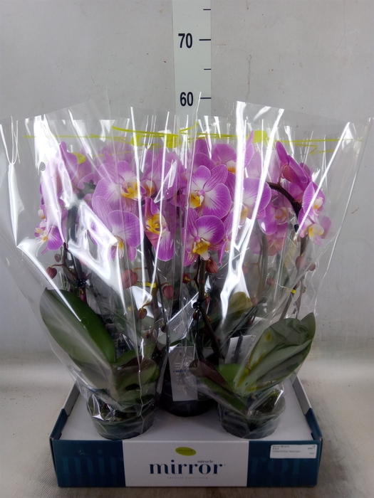 <h4>Phalaenopsis   ...rose</h4>