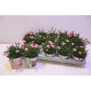 arr8 Dian Di Peach Party