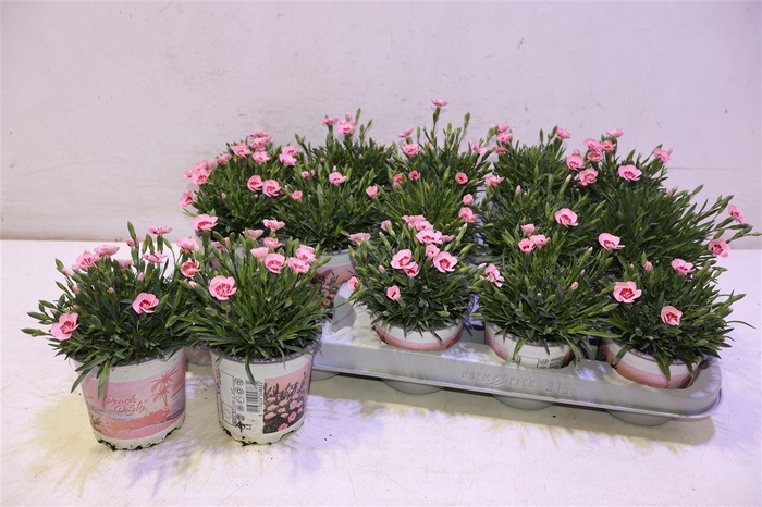 <h4>Dian Di Peach Party</h4>