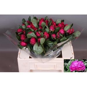 PAEO L RED SARAH BER