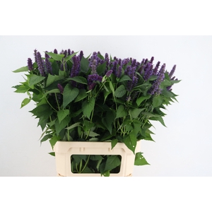 AGASTACHE BLUES