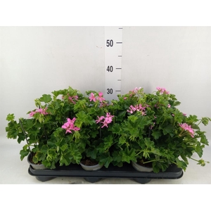 Pelargonium pelt. 'Balkon Lila'