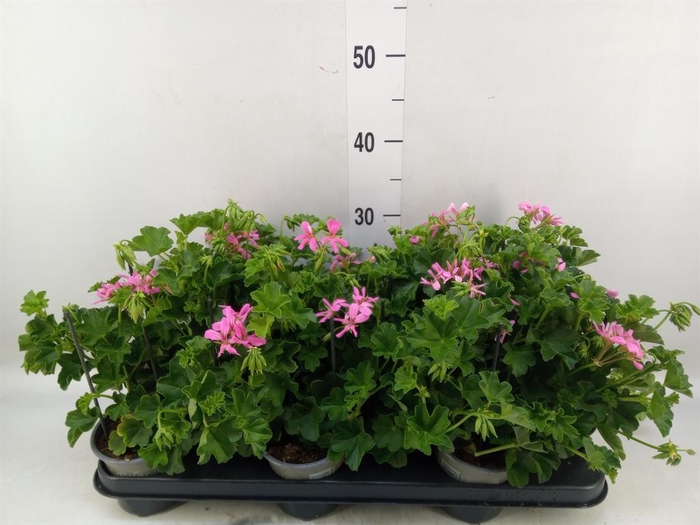 <h4>Pelargonium pelt. 'Balkon Lila'</h4>