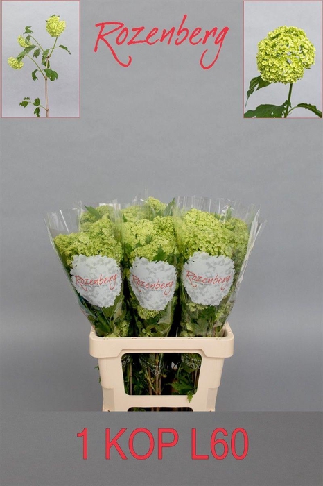 <h4>VIBURNUM ROSEUM ST</h4>