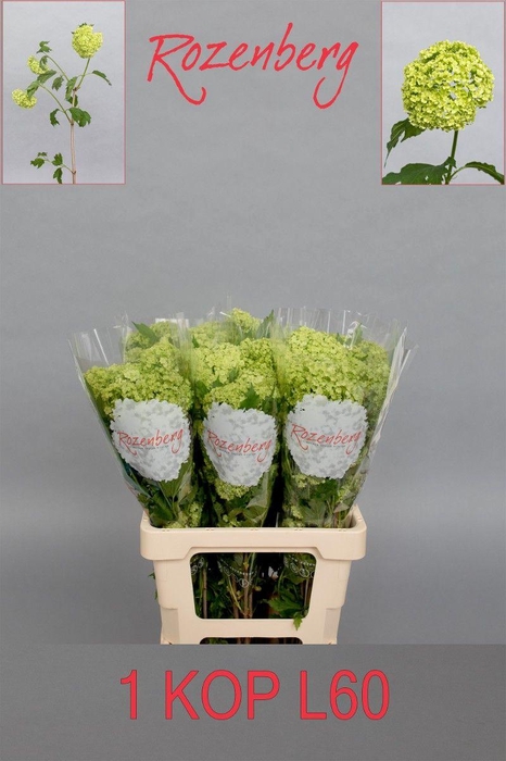 <h4>VIBURNUM ROSEUM ST</h4>