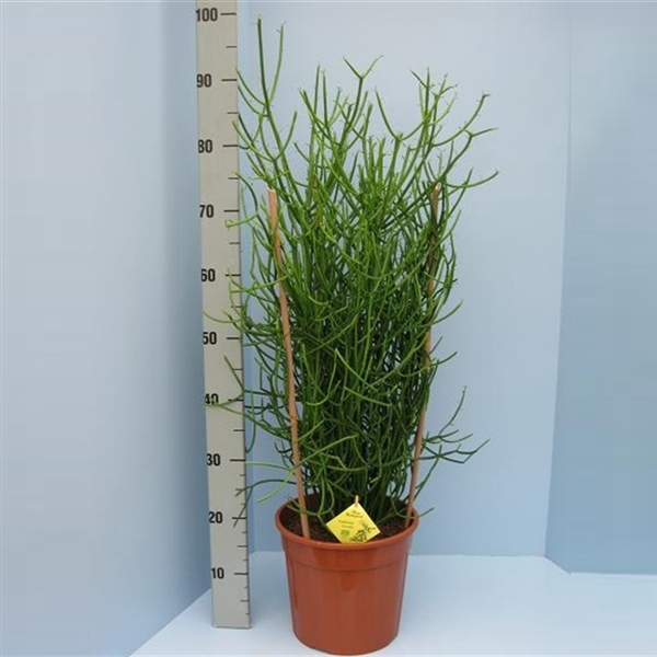 <h4>Bio Euphorbia tirucalli 40-TIRU24</h4>