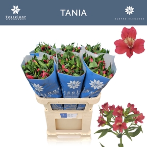 ALSTR TANIA