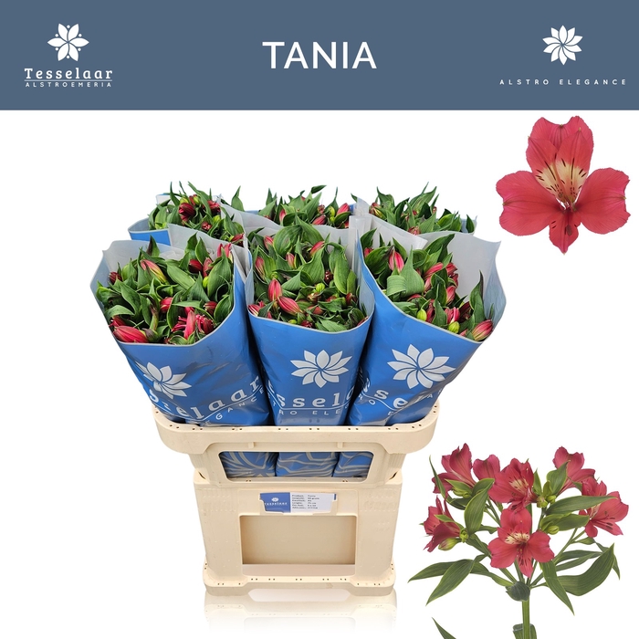 <h4>ALSTR TANIA</h4>