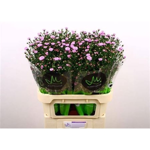 Aster Double Date Pink