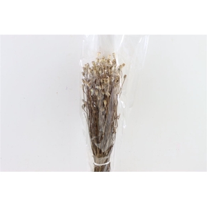 Dried Papaver Mini Natural Bunch Poly