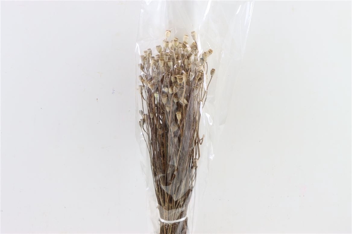 Dried Papaver Mini Natural Bunch Poly