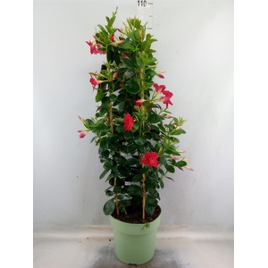 Mandevilla  'Sundavil Early Scarle'