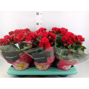 Begonia elat. DU 'Baladin'