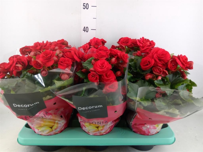 <h4>Begonia elat. DU 'Baladin'</h4>